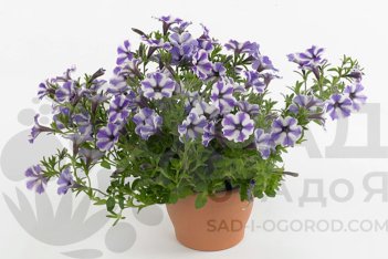 Петуния гибридная Вивини Блю Стар Petunia hybrida Vivini Blue Star