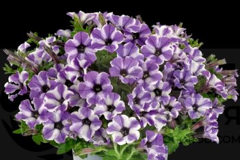 Петуния гибридная Вивини Блю Стар Petunia hybrida Vivini Blue Star