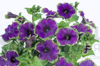Петуния гибридная Пиццац Индиго Petunia hybrida Pizzazz Indigo