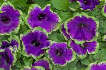 Петуния гибридная Пиццац Индиго Petunia hybrida Pizzazz Indigo