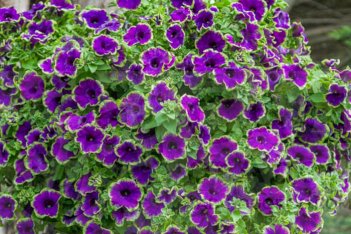 Петуния гибридная Пиццац Индиго Petunia hybrida Pizzazz Indigo