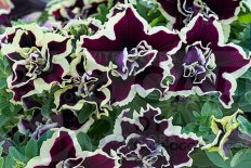 Петуния Тумбелина Суперстар Petunia hybrida Tumbelina Superstar