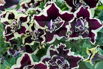 Петуния Тумбелина Суперстар Petunia hybrida Tumbelina Superstar