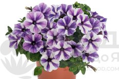 Петуния Свитуния Пеппи Старфиш Petunia hybrida Sweetunia Peppy Starfish