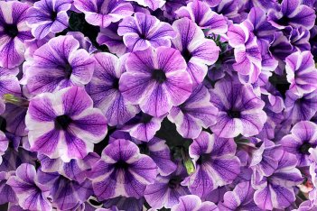 Петуния Свитуния Пеппи Старфиш Petunia hybrida Sweetunia Peppy Starfish