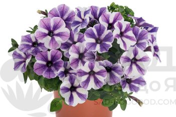Петуния Свитуния Пеппи Старфиш Petunia hybrida Sweetunia Peppy Starfish