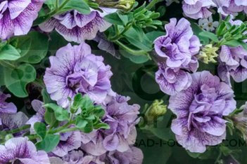 Петуния Тумбелина Присцилла Petunia hybrida Tumbelina Priscilla
