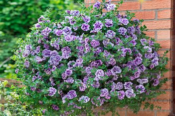 Петуния Тумбелина Присцилла Petunia hybrida Tumbelina Priscilla