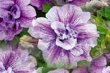 Петуния Тумбелина Присцилла Petunia hybrida Tumbelina Priscilla