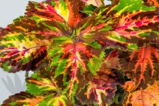 Колеус Конг Мозаик Coleus hybridus Kong Mosaic
