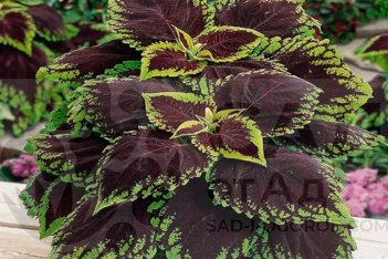 Колеус гибридный Конг Ред Coleus hybridus Kong Red