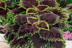 Колеус Конг Скарлет Coleus hybridus Kong Scarlet