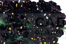 Петуния ампельная Спарклинг Найт Petunia x hybrida Sweetunia™ Sparkling Night (Intrinsa)