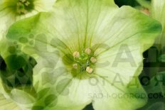 Петуния Рэй Пистачио Крем Petunia Ray Pistachio Cream