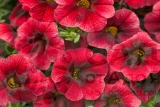 Калибрахоа Супербелс Помегранте Пунш Calibrachoa Superbells Pomegranate Punch