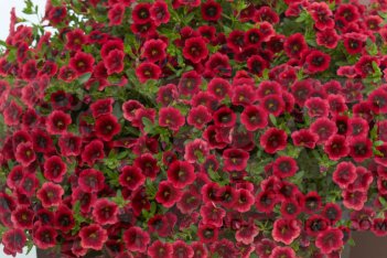Калибрахоа Супербелс Помгранат Пунш Calibrachoa Superbells Pomegranate Punch
