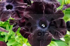 Петуния Светуния Блэк Сатин Petunia Sweetunia Black Satin
