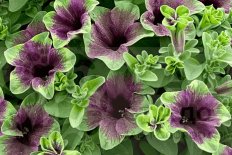 Петуния Амазонас Миднайт Финч Petunia Amazonas Midnight Finch