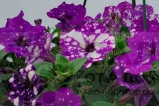 Петуния Спешл Найт Скай Petunia hybrida Specials Night Sky