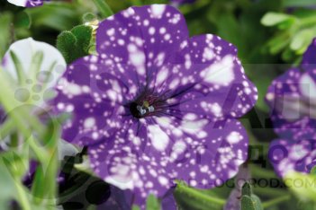 Петуния Спешл Найт Скай Petunia hybrida Specials Night Sky