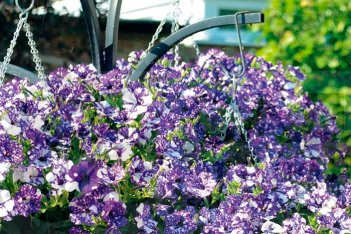 Петуния Спешл Найт Скай Petunia hybrida Specials Night Sky