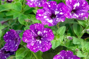 Петуния Спешл Найт Скай Petunia hybrida Specials Night Sky