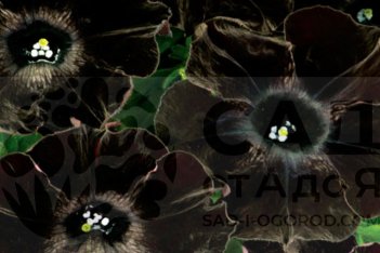 Петуния Крейзитуния Блэк Мамба Petunia Crazytunia Black Mamba