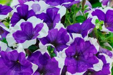 Петуния грандифлора Лимбо Блю Пикоти Petunia grandiflora Limbo GP Blue Picotee