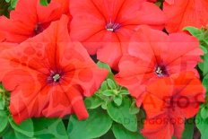 Петуния грандифлора Лимбо Ред Petunia grandiflora Limbo GP Red