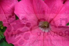 Петуния грандифлора Лимбо Роуз Petunia grandiflora Limbo GP Rose