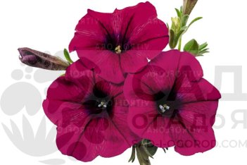 Petunia hybrida Sweetunia™ Kardinal 2027 (Intrinsa)