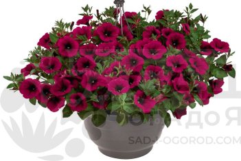 Petunia hybrida Sweetunia™ Kardinal 2027 (Intrinsa)