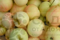 Яблоня Кипарисовое