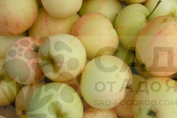 Сорт яблони Кипарисовое - фото и описание