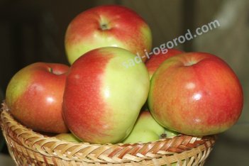 Яблоня Марат Бусурин