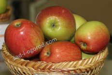 Яблоня Аркадик Malus domestica Arkadik