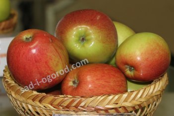 Яблоня Аркадик Malus domestica Arkadik