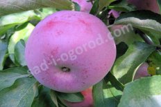 Яблоня Белорусское Малиновое Malus Belorusskoe malinovoe