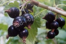 Чёрная смородина Лентяй