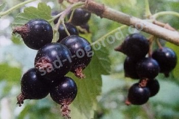 Чёрная смородина Лентяй