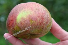 Яблоня Конфетное-2 Malus domestica Konfetnoe-2