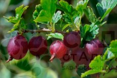 Крыжовник Командор (Владил)