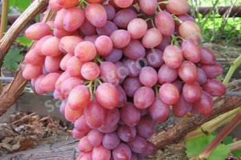 Виноград кишмиш Лучистый Vitis vinifera Kishmish luchystyj