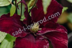 Клематис крупноцветковый Ниобе Clematis Niobe
