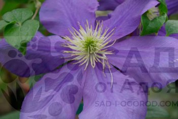 Клематис Генерал Сикорски Clematis General Sikorski