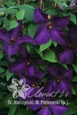 Клематис Полиш Спирит Clematis Polish Spirit