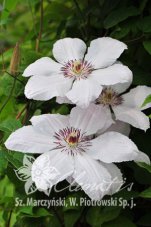 Клематис Иоанн Павел II Clematis Jan Pawel II /John Paul II