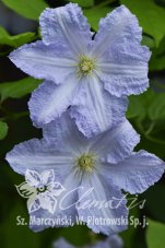 Клематис Блекитни Аниол (Блю Ангел) Clematis Blekitny Aniol (Blue Angel)