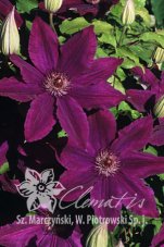 Клематис Каспер Clematis Kacper