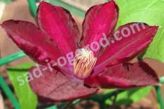 Клематис Вестерплатте Clematis Westerplatte